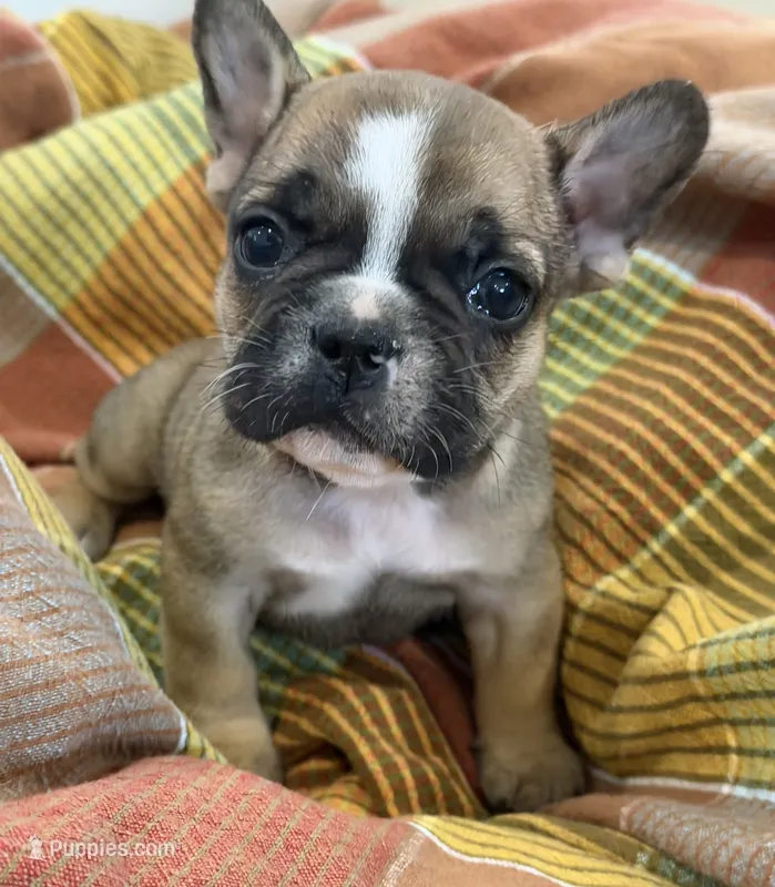 Ace – French Bulldog puppy for sale in Manhattan, KS