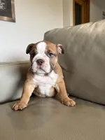 Rosie, a female English Bulldog for sale in Manhattan, KS – Photo 1 of 3