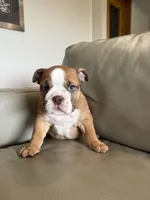 Rosie, a female English Bulldog for sale in Manhattan, KS – Photo 3 of 3