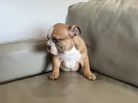 Rosie, a female English Bulldog for sale in Manhattan, KS – Photo 2 of 3