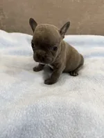 Louie, a male French Bulldog for sale in Manhattan, KS – 1 of 4
