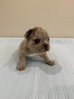 Gus, a male French Bulldog for sale in Manhattan, KS – 5 of 6