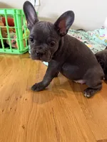 Poppy, a female French Bulldog for sale in Manhattan, KS – 10 of 10