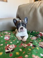 Shania, a female French Bulldog for sale in Manhattan, KS – Photo 1 of 3