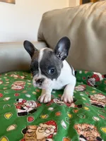 Shania, a female French Bulldog for sale in Manhattan, KS – Photo 2 of 3