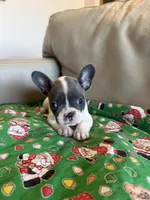 Shania, a female French Bulldog for sale in Manhattan, KS – Photo 3 of 3
