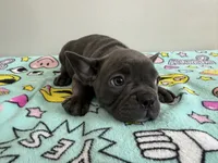 Millie, a female French Bulldog for sale in Manhattan, KS – 2 of 5