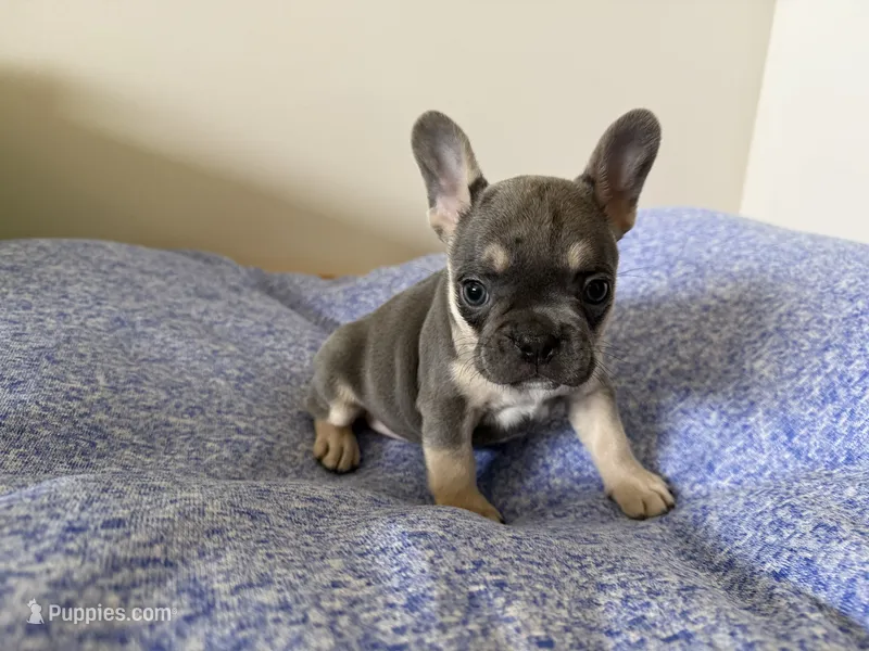 Coco – French Bulldog puppy for sale in Manhattan, KS