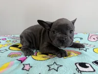 Millie, a female French Bulldog for sale in Manhattan, KS – 4 of 5