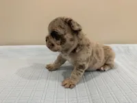 Gus, a male French Bulldog for sale in Manhattan, KS – 6 of 6