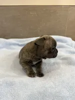 Ollie, a male French Bulldog for sale in Manhattan, KS – 2 of 4