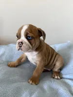 Ace, a male English Bulldog for sale in Manhattan, KS – Photo 3 of 3