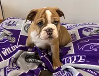 Ace, a male English Bulldog for sale in Manhattan, KS – Photo 1 of 3