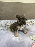 Coco, a female French Bulldog for sale in Manhattan, KS – 2 of 5