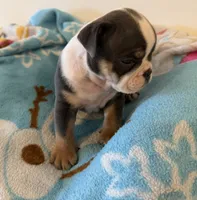 Leo, a male English Bulldog for sale in Manhattan, KS – 2 of 3