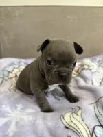 Millie, a female French Bulldog for sale in Manhattan, KS – 3 of 4