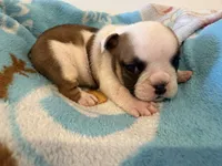 Maggie, a female English Bulldog for sale in Manhattan, KS – 1 of 2
