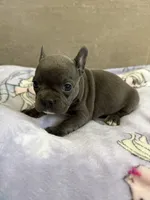 Poppy, a female French Bulldog for sale in Manhattan, KS – 3 of 4