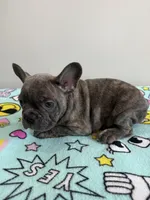 Ollie, a male French Bulldog for sale in Manhattan, KS – 6 of 8