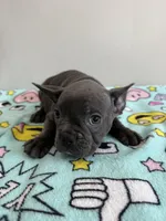 Millie, a female French Bulldog for sale in Manhattan, KS – 3 of 5