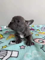Louie, a male French Bulldog for sale in Manhattan, KS – 4 of 4
