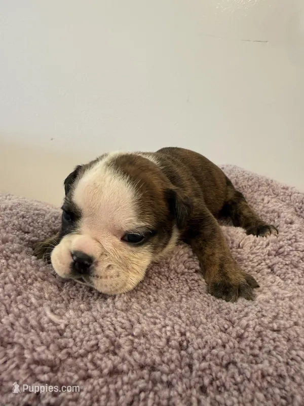 Lillian – English Bulldog puppy on hold in Manhattan, KS