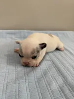 Jax, a male French Bulldog for sale in Manhattan, KS – 5 of 5