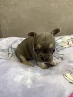 Coco, a female French Bulldog for sale in Manhattan, KS – 3 of 5
