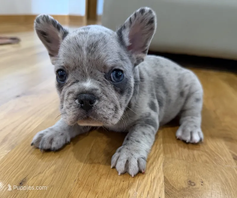 Gus – French Bulldog puppy for sale in Manhattan, KS