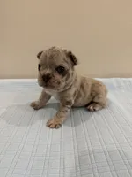 Gus, a male French Bulldog for sale in Manhattan, KS – 3 of 6