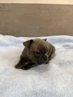 Ollie, a male French Bulldog for sale in Manhattan, KS – 3 of 4