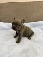 Louie, a male French Bulldog for sale in Manhattan, KS – 2 of 4
