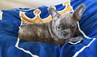 Ollie, a male French Bulldog for sale in Manhattan, KS – 2 of 8