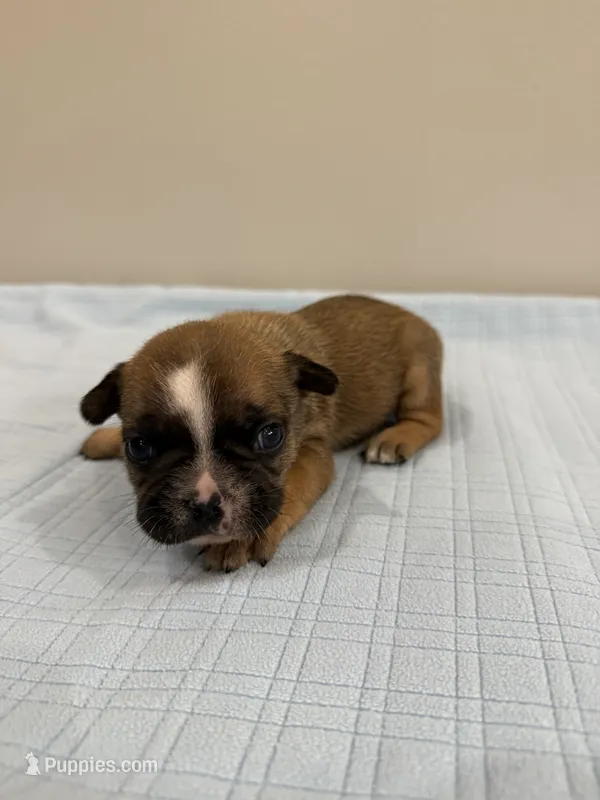 Ace – French Bulldog puppy for sale in Manhattan, KS