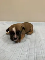 Ace, a male French Bulldog for sale in Manhattan, KS – 1 of 3