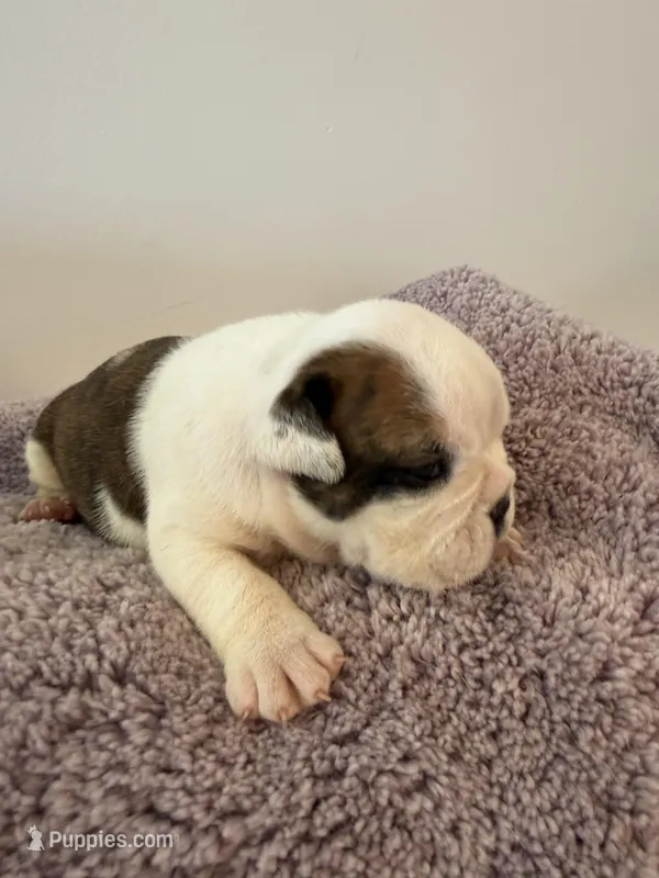 Sugar – English Bulldog puppy on hold in Manhattan, KS