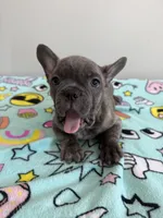 Ollie, a male French Bulldog for sale in Manhattan, KS – 7 of 8