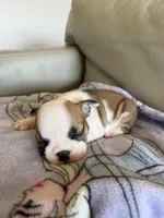 Maggie, a female English Bulldog for sale in Manhattan, KS – 3 of 6