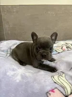 Poppy, a female French Bulldog for sale in Manhattan, KS – 4 of 4