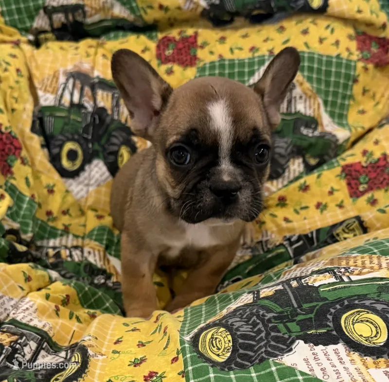 Ace – French Bulldog puppy for sale in Manhattan, KS