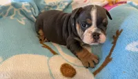 Jax, a male English Bulldog for sale in Manhattan, KS – 1 of 2