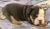 Bella, a female English Bulldog for sale in Manhattan, KS – 7 of 7