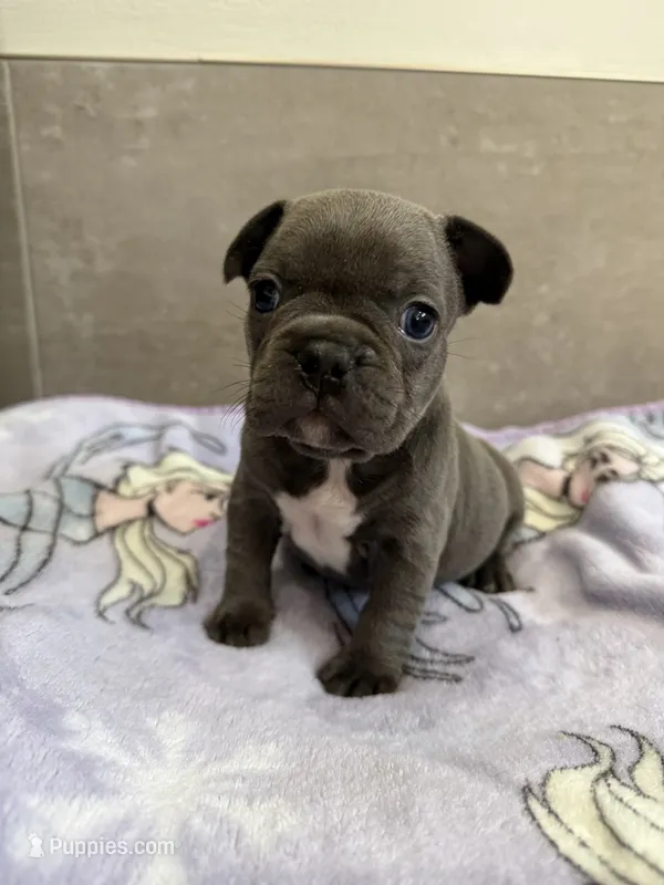 Millie – French Bulldog puppy for sale in Manhattan, KS