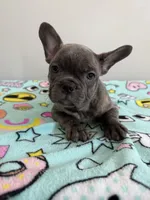 Ollie, a male French Bulldog for sale in Manhattan, KS – 5 of 8