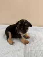 Duke, a male French Bulldog for sale in Manhattan, KS – 4 of 4