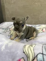 Coco, a female French Bulldog for sale in Manhattan, KS – 5 of 5