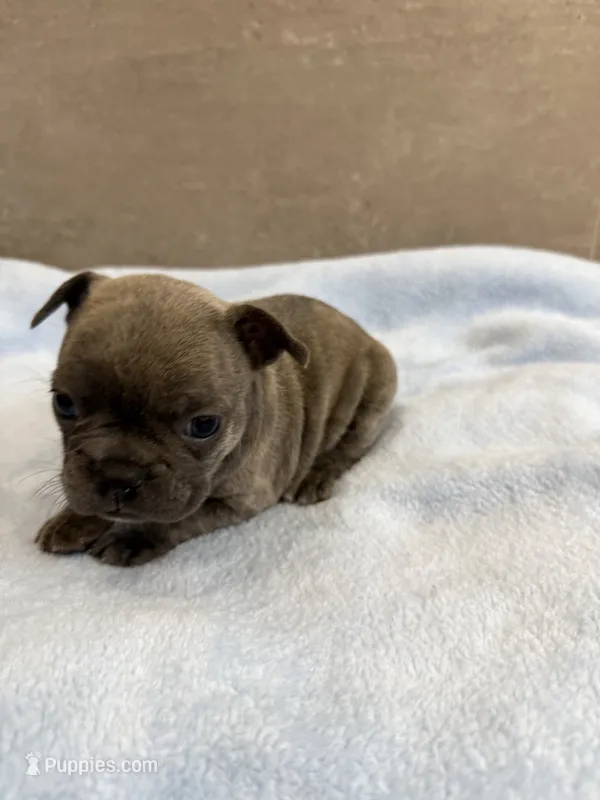 Ollie – French Bulldog puppy for sale in Manhattan, KS