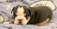 Bella, a female English Bulldog for sale in Manhattan, KS – 3 of 7