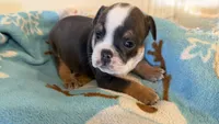 Leo, a male English Bulldog for sale in Manhattan, KS – 1 of 3