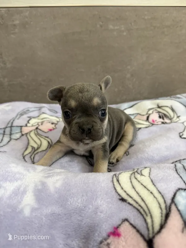 Coco – French Bulldog puppy for sale in Manhattan, KS